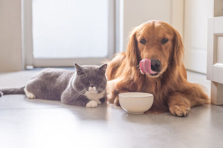 Futter für Katzen und Hunde