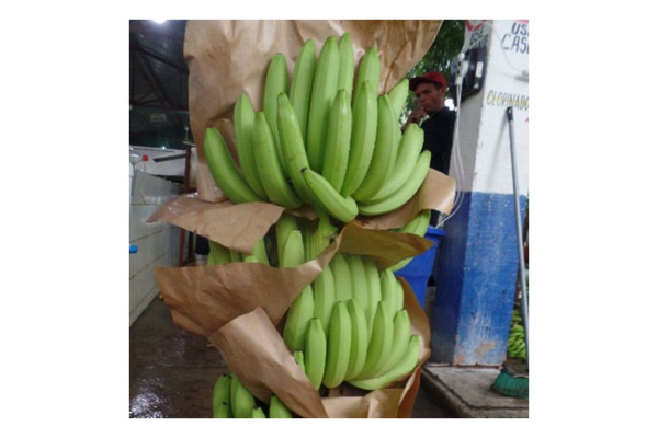 KI-generierte Beschreibung: Ein Mann hält einen großen Bund grüner Bananen.