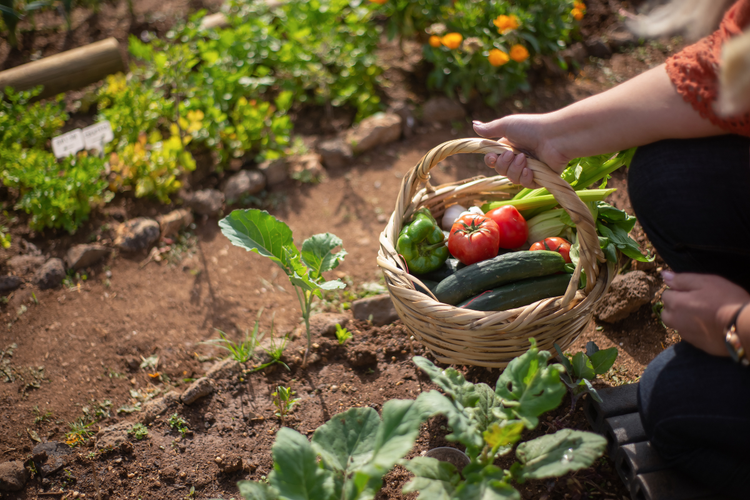 KI generiert: Ein Korb mit frischem Gemüse wird im Gartenboden gehalten.