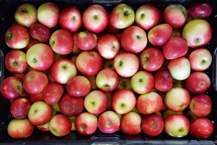 KI generiert: Ein Korb voller rot-gelber Äpfel, dicht aneinandergereiht.