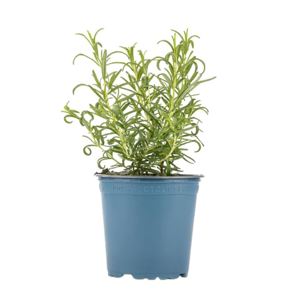 Produktfoto zu Rosmarin Topf