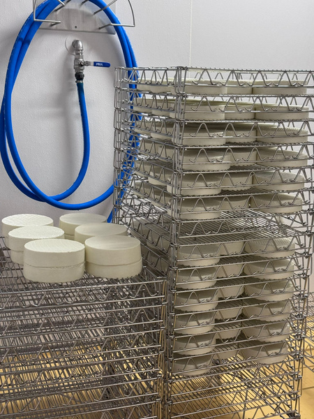 KI generiert: Runde Käselaibe auf Regalen, neben einem blauen Schlauch an der Wand.