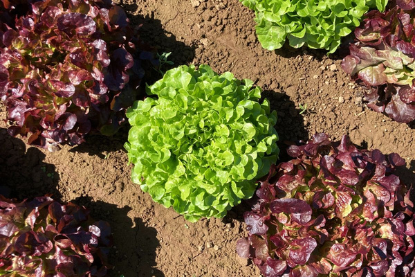 KI generiert: Das Bild zeigt ein hölzernes Brett mit einer Auswahl an verschiedenen Käsesorten, Trauben, Nüssen und Baguettescheiben. Daneben stehen zwei Weingläser, eines davon mit Rotwein gefüllt.