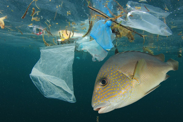KI generiert: Fisch schwimmt unter Wasser zwischen Plastikmüll und Tüten.