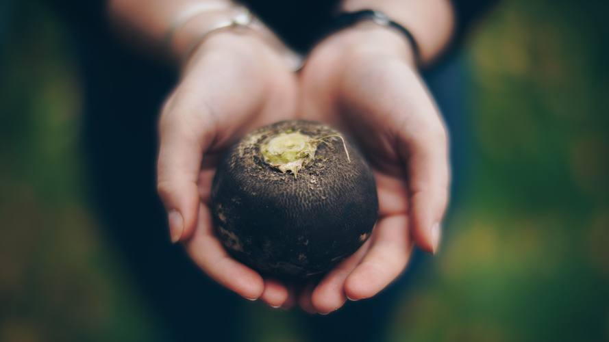 Rezeptbild für Cremesuppe vom schwarzen Rettich