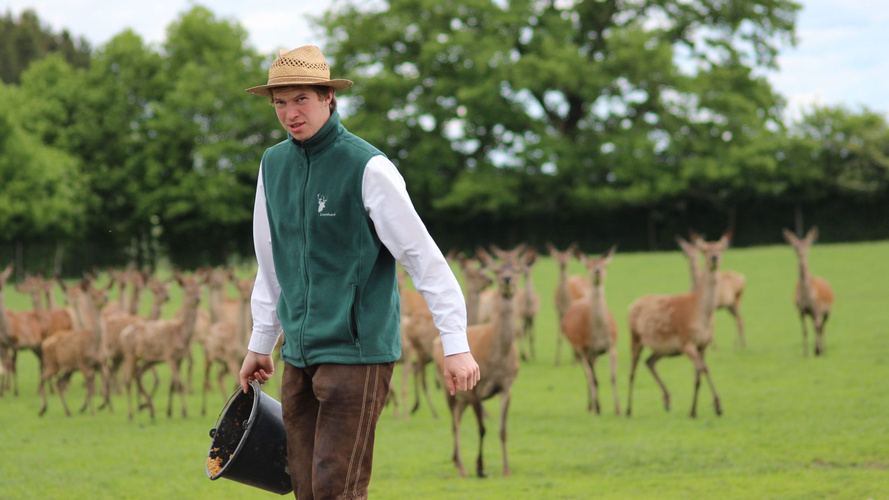 KI generiert: Ein Mann in Tracht mit Eimer vor einer Hirschherde auf einer Weide.