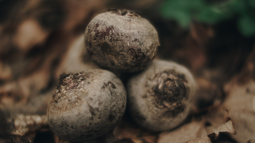 Rezeptbild für Rote Bete Tofu-Türmchen mit Pesto