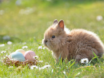 KI generiert: Ein flauschiges Kaninchen sitzt neben bemalten Ostereiern im Gras.