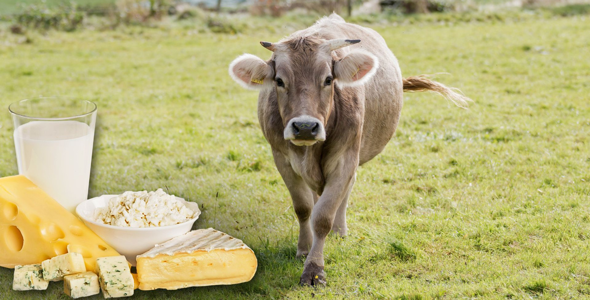 KI generiert: Kuh auf einer Wiese mit Käse und Milch im Vordergrund.
