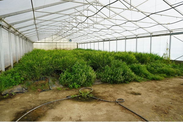 KI generiert: Ein Gewächshaus voller grüner Pflanzen auf Erde.