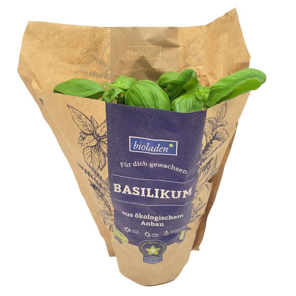 Produktfoto zu Basilikum Topf