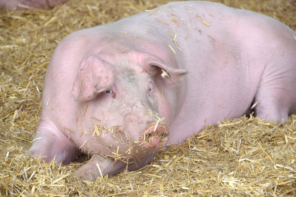 KI generiert: Ein Schwein liegt entspannt auf Stroh.