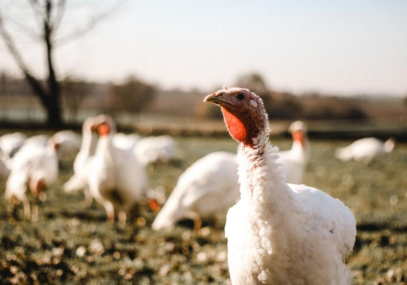 Putenfleisch KW 06, Wallners Bioputen