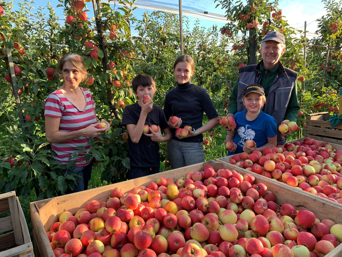 KI generiert: Eine Gruppe erntet Äpfel in einem Obstgarten. Kisten voller Äpfel im Vordergrund.