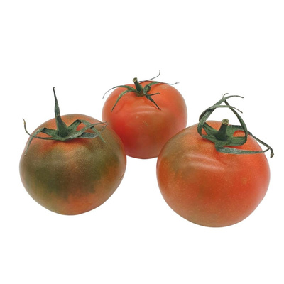 Produktfoto zu Tomate Cam'oro