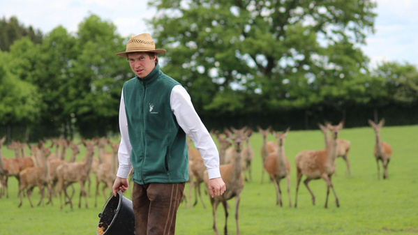 KI generiert: Ein Mann mit Hut auf einer Wiese, im Hintergrund eine Herde von Hirschen.