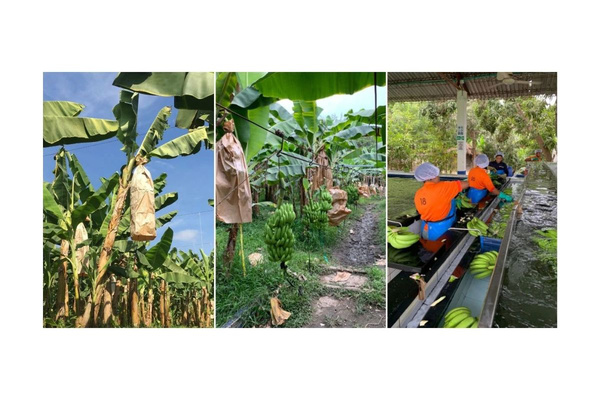 KI-generierte Beschreibung: Hauptinhalt: Menschen ernten Gemüse in einem Gewächshaus.