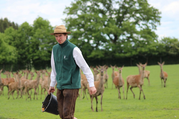 KI generiert: Ein Mann mit Eimer vor einer Herde Hirsche auf einer Wiese.