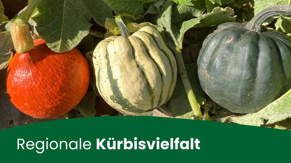 Kürbis-Vielfalt