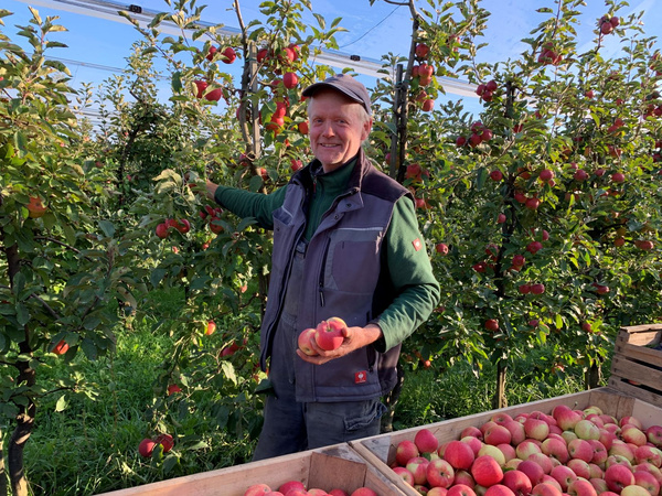 KI generiert: Ein Mann erntet Äpfel in einem Obstgarten, neben Kisten voller Äpfel.