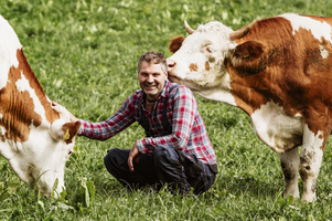 KI generiert: Ein Mann sitzt auf einer Wiese und interagiert fröhlich mit zwei Kühen.