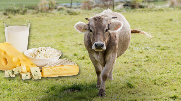 KI generiert: Eine Kuh auf der Weide neben Milchprodukten wie Käse und Milch.