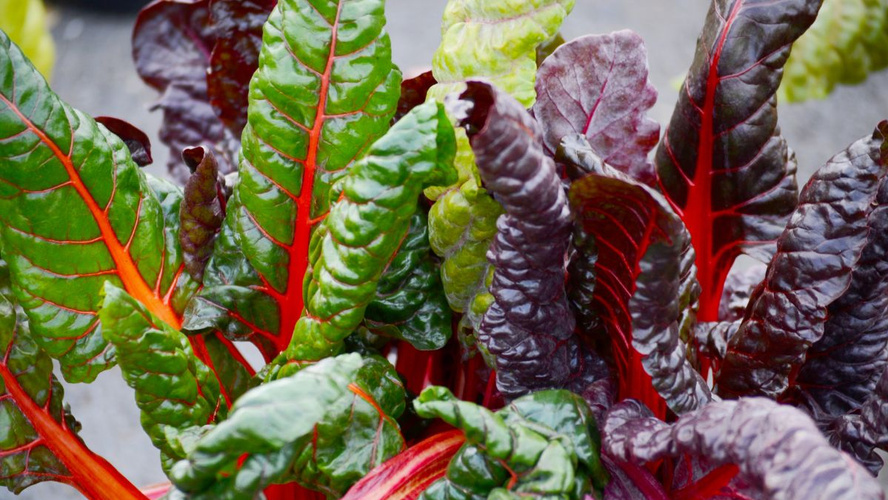 Rezeptbild für Mangoldröllchen in Tomatensauce