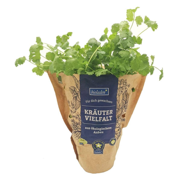 Produktfoto zu Koriander Topf