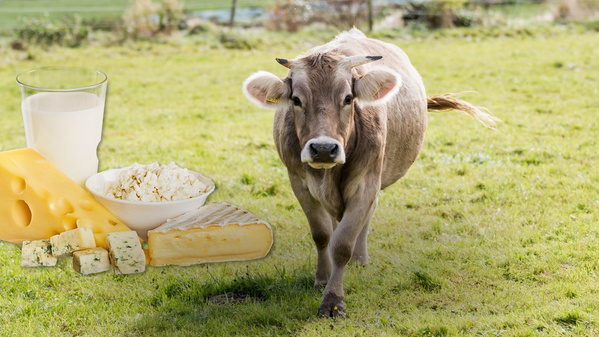 KI generiert: Eine Kuh auf einer Wiese neben Milch und verschiedenen Käsesorten.