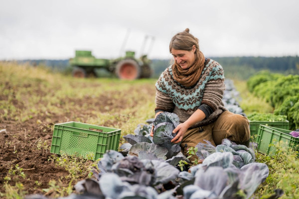KI generiert: Das Bild zeigt mehrere junge Keimlinge, die in Erde gepflanzt sind. Der Hauptinhalt des Bildes ist das frische Wachstum der Pflanzen.
