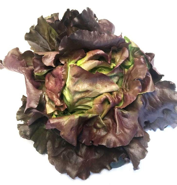 Produktfoto zu Kopfsalat rot