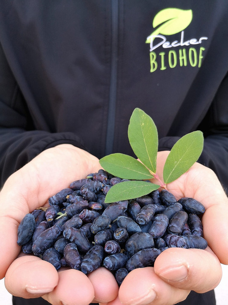 KI generiert: Hände halten blaue Beeren mit Blättern; Schriftzug auf Jacke: "Decker BIOHOF".