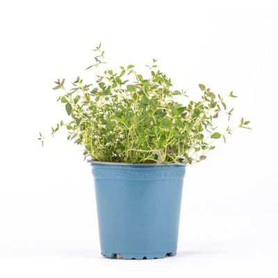 Produktfoto zu Thymian Topf