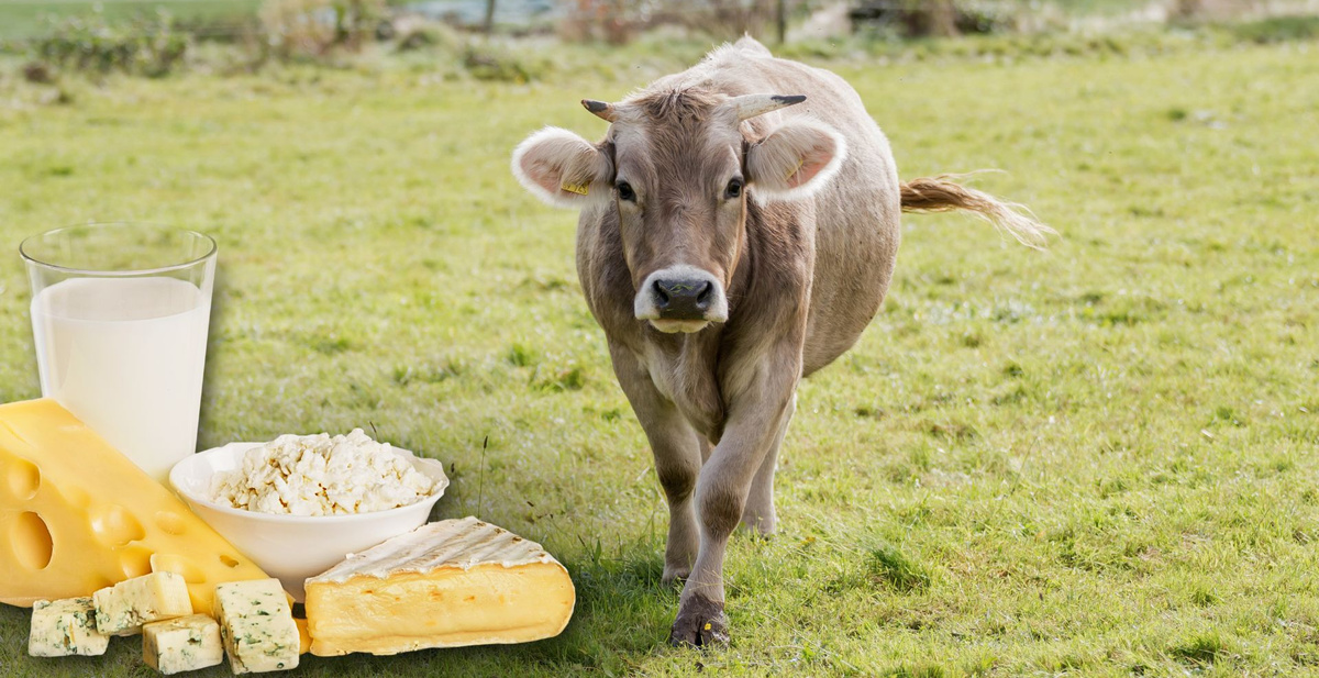 KI generiert: Das Bild zeigt ein hölzernes Brett mit einer Auswahl an verschiedenen Käsesorten, Trauben, Nüssen und Baguettescheiben. Daneben stehen zwei Weingläser, eines davon mit Rotwein gefüllt.