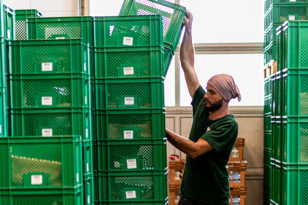 KI generiert: Das Bild zeigt mehrere junge Keimlinge, die in Erde gepflanzt sind. Der Hauptinhalt des Bildes ist das frische Wachstum der Pflanzen.