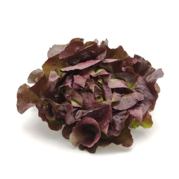 Produktfoto zu Kopfsalat rot