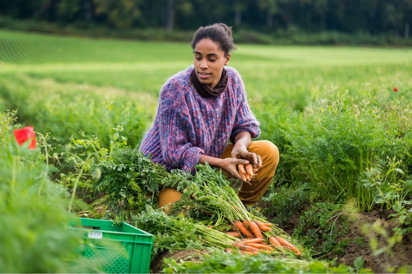KI generiert: Das Bild zeigt mehrere junge Keimlinge, die in Erde gepflanzt sind. Der Hauptinhalt des Bildes ist das frische Wachstum der Pflanzen.