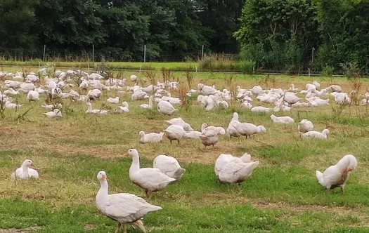 KI generiert: Viele weiße Gänse auf einer grünen Wiese.