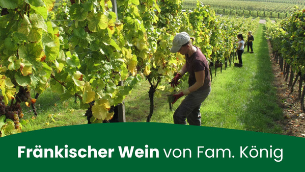 KI generiert: Menschen ernten Weintrauben im Weinberg. Text: "Fränkischer Wein von Fam. König".