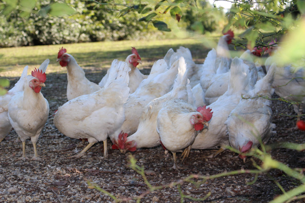 KI generiert: Mehrere weiße Hühner picken auf dem Boden im Freien.