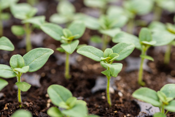 KI generiert: Das Bild zeigt zwei Personen in grüner Arbeitskleidung, die lächelnd eine Kiste mit frischem Obst und Gemüse halten. Im Hintergrund sind weitere Kisten mit Tomaten, Äpfeln und Salat zu sehen, was auf ein Lager oder eine Verkaufsstelle für frische Lebensmittel hinweist.