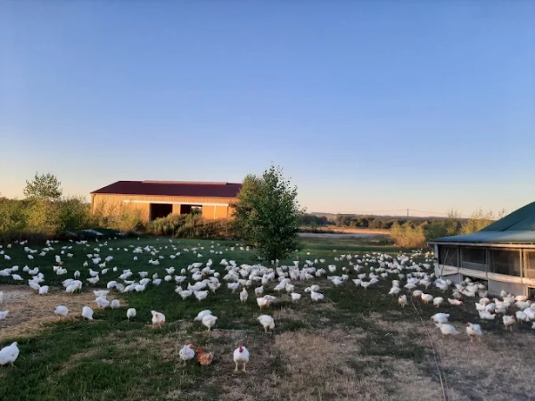 KI generiert: Hühner auf einer Wiese vor einer Scheune bei Sonnenuntergang.