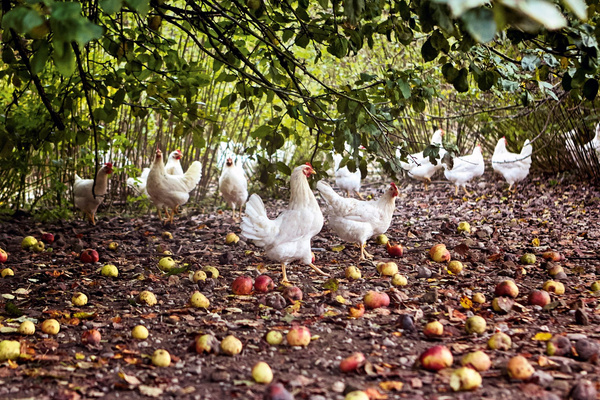 KI generiert: Weiße Hühner laufen unter Bäumen auf einem mit Äpfeln bedeckten Boden umher.