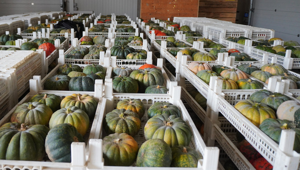 KI generiert: Kürbisse in weißen Plastikkisten, in Reihen gestapelt, in einem Lagerraum.
