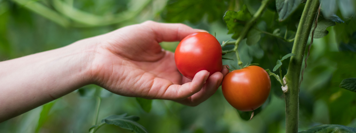 KI generiert: Eine Hand pflückt rote Tomaten von der Pflanze.