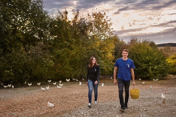 KI generiert: Zwei Menschen gehen auf einem Bauernhofweg, umgeben von Hühnern und Bäumen bei Sonnenuntergang.