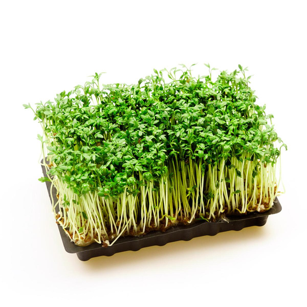 Produktfoto zu Kresse Schale