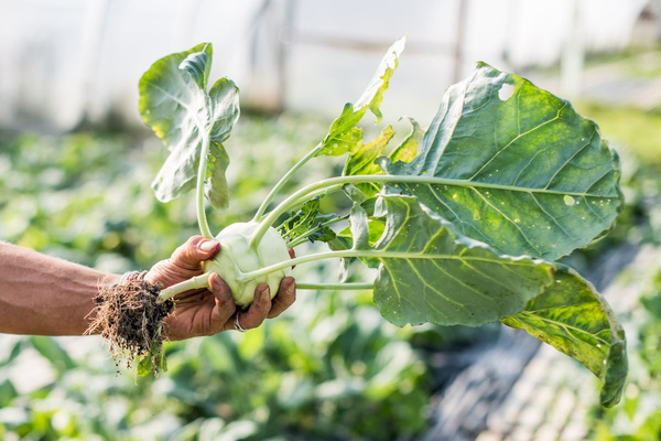 KI generiert: Das Bild zeigt zwei Personen in grüner Arbeitskleidung, die lächelnd eine Kiste mit frischem Obst und Gemüse halten. Im Hintergrund sind weitere Kisten mit Tomaten, Äpfeln und Salat zu sehen, was auf ein Lager oder eine Verkaufsstelle für frische Lebensmittel hinweist.