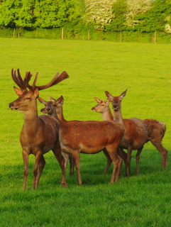 KI generiert: Hirschgruppe steht auf grüner Wiese vor bewaldetem Hintergrund.