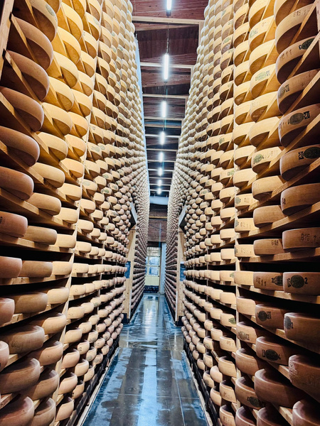 KI generiert: Reihen von großen Käselaiben lagern auf Holzregalen in einem Lagerraum.
